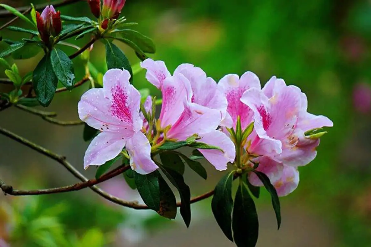 Learn About the Rhododendron: Basics, Types, Growth & Care, Value and More