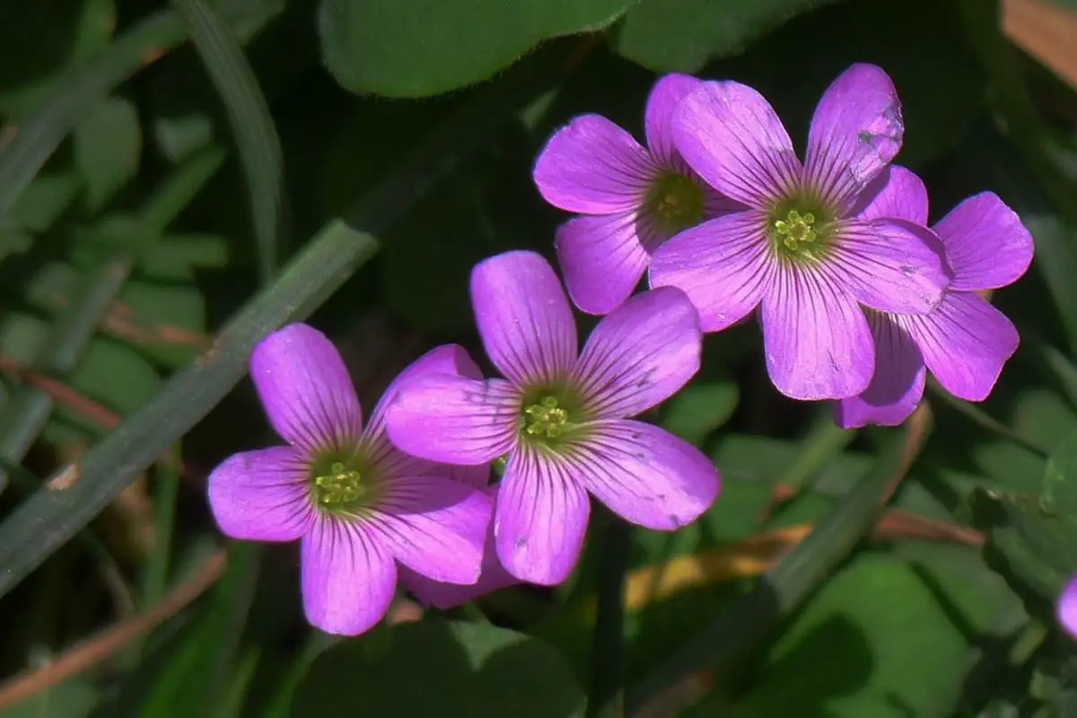 Learn About The Oxalis Corniculata: Basics, Types, Growth & Care，Value and More