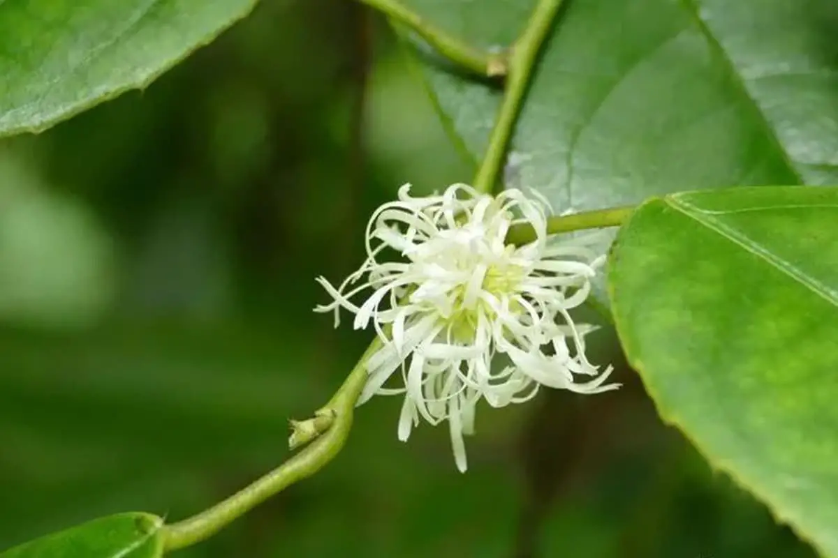 Pelajari Tentang Loropetalum Subcordatum: Dasar-dasar, Jenis, Pertumbuhan & Perawatan, Nilai, dan Lainnya