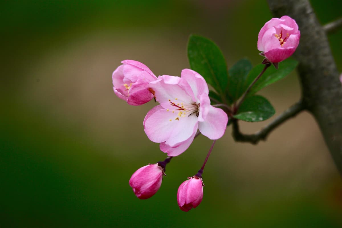 Learn About the Malus spectabilis: Basics, Types, Growth & Care， Value and More