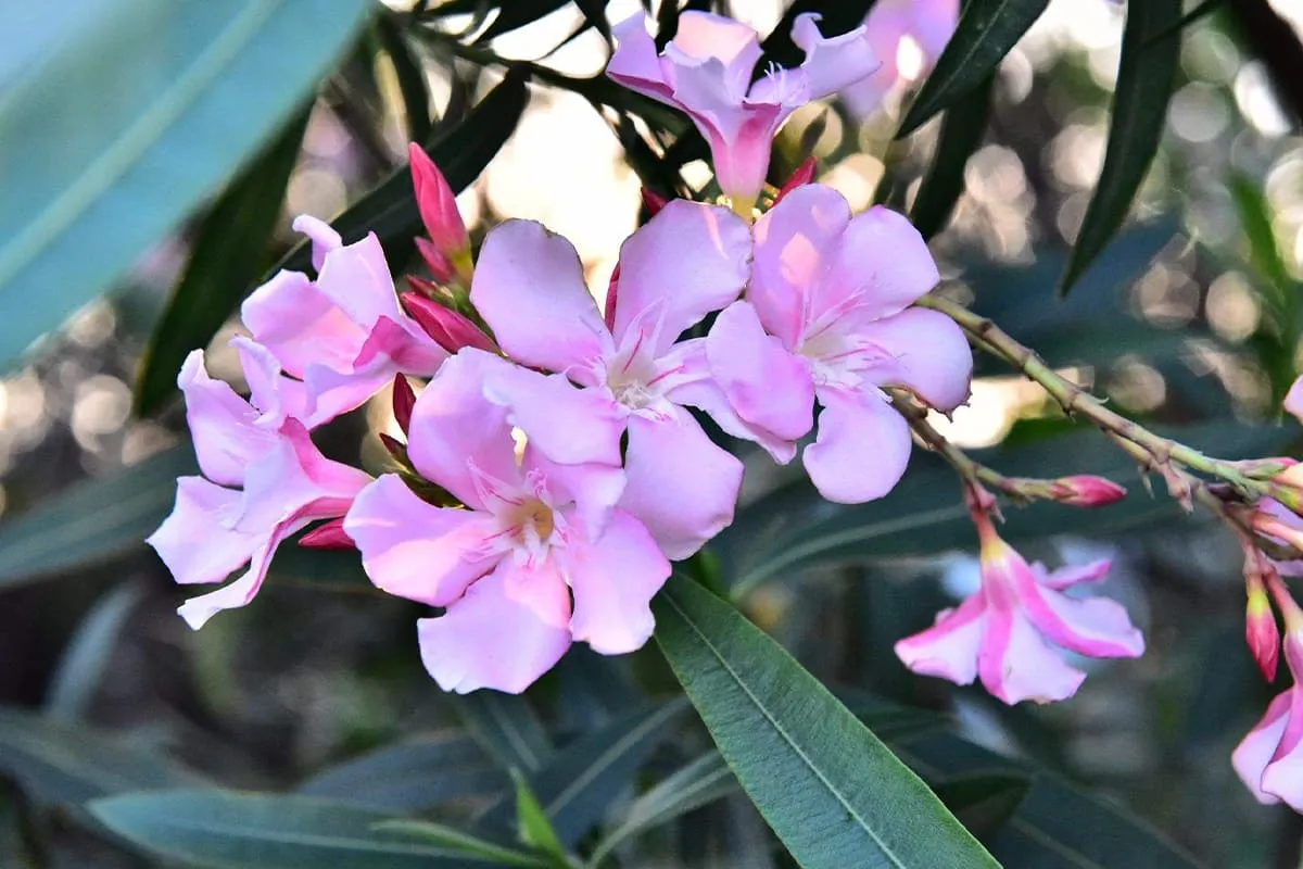 Learn About The Nerium Oleander: Basics, Types, Growth & Care,Value and More