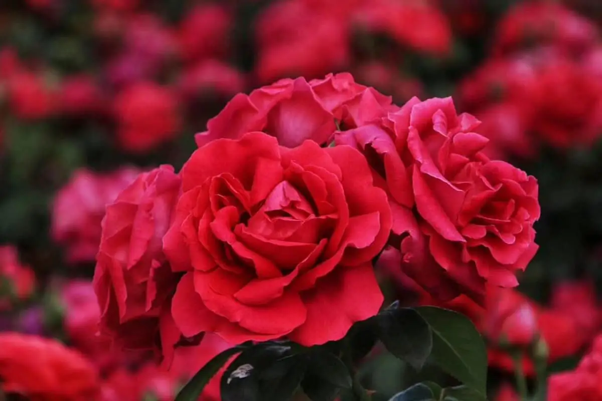 Learn About The Rose Basics, Types, Growth & Care, Value and More