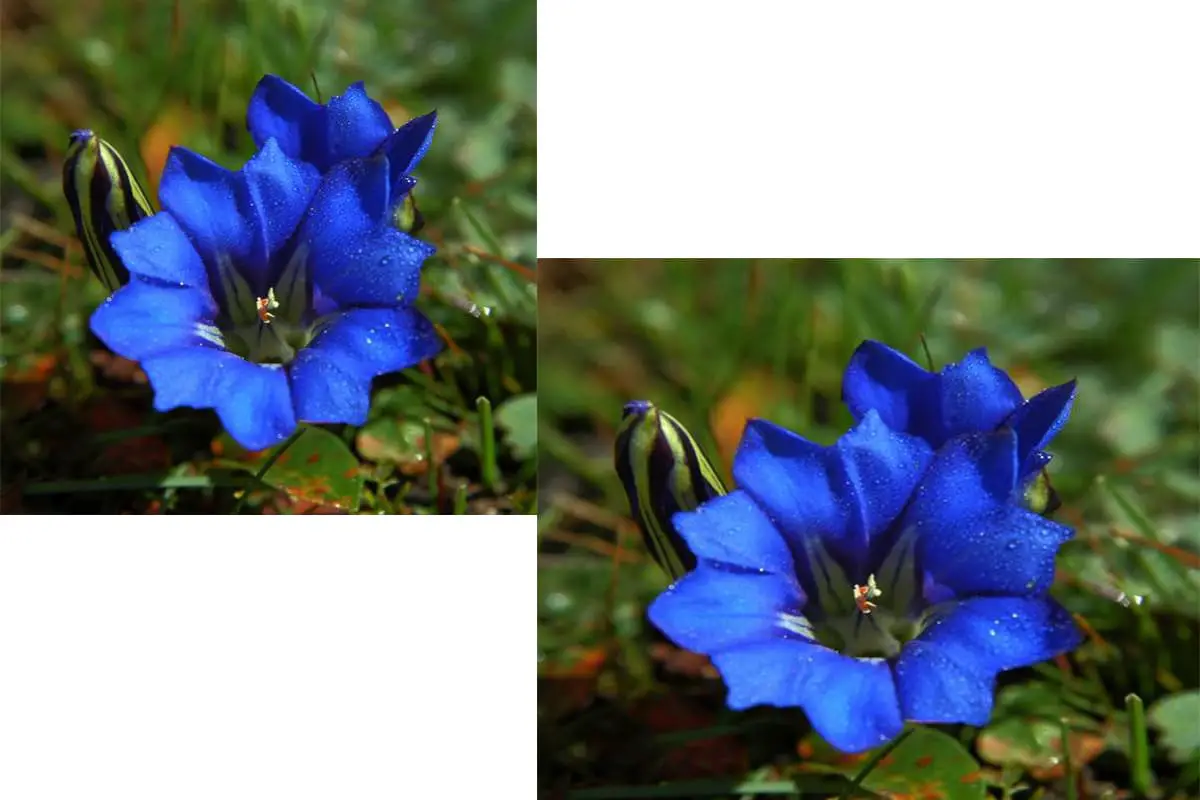 Gentiana scabra Bunge