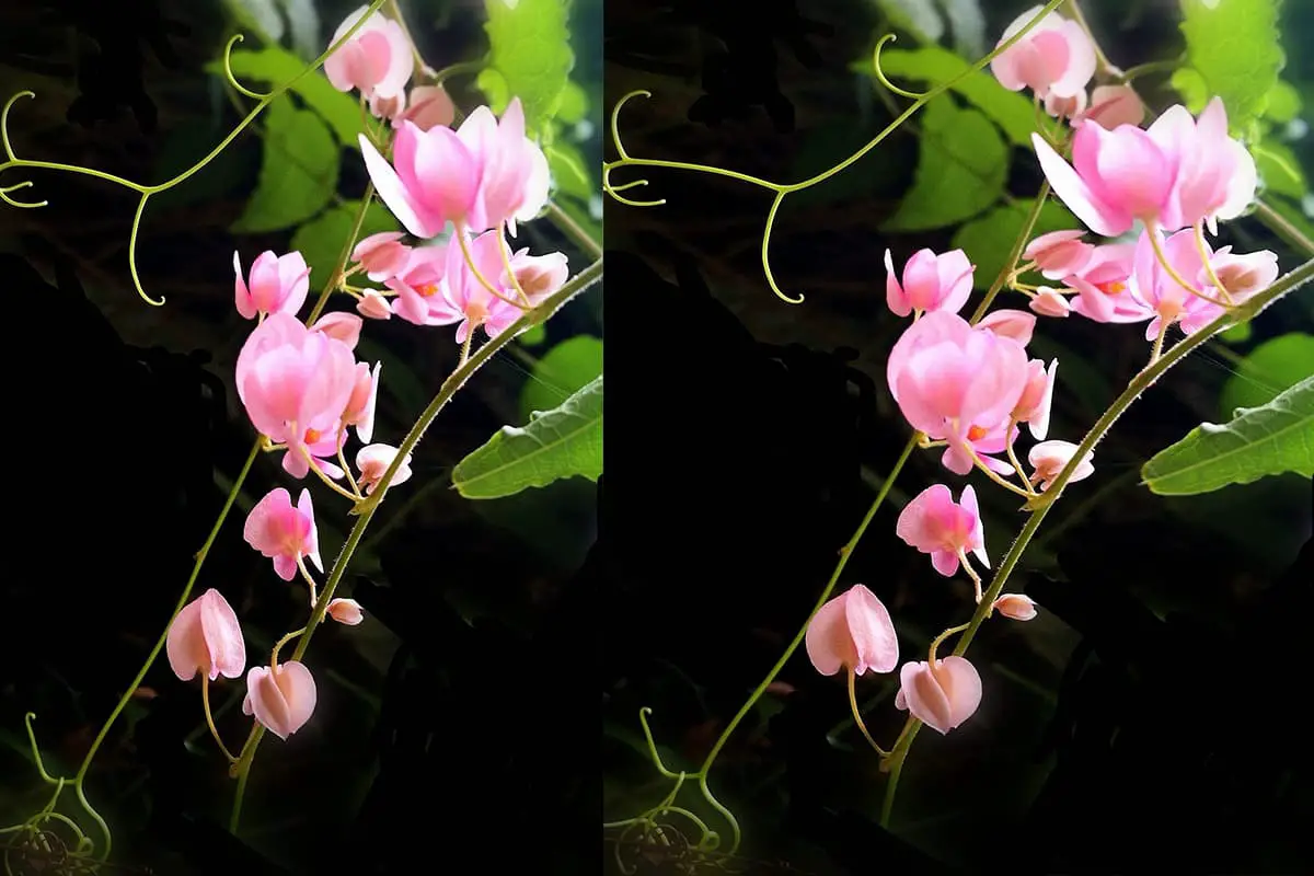 Antigonon leptopus