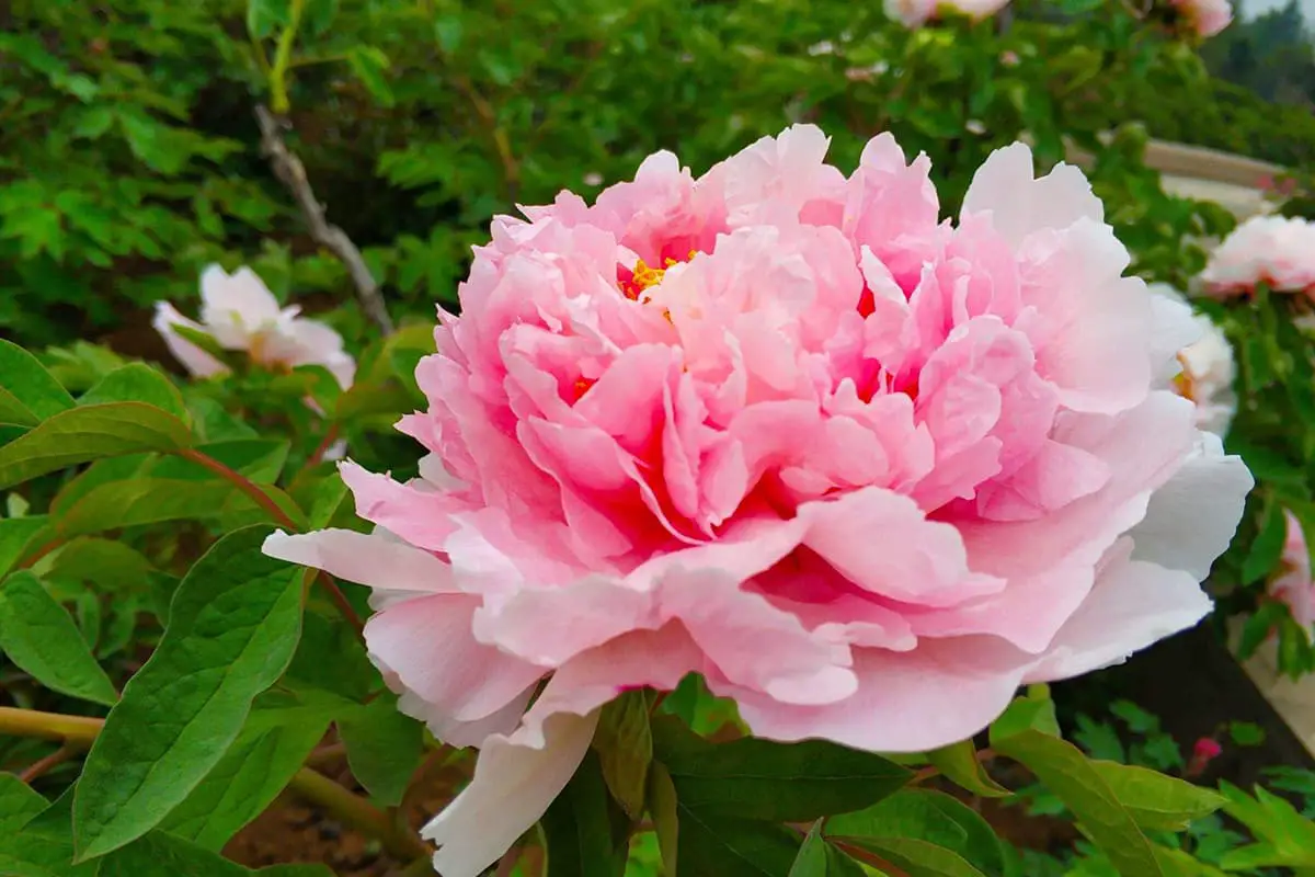 Paeonia suffruticosa