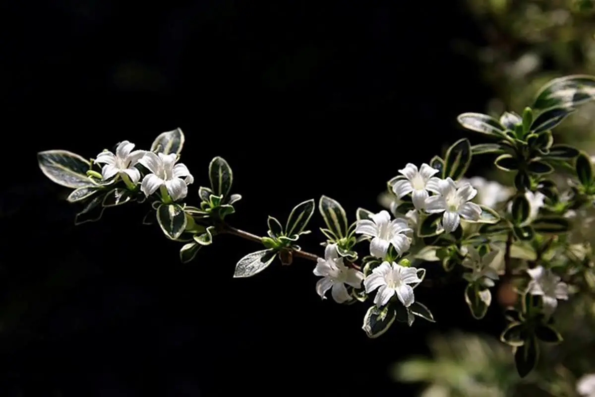 Serissa foetida