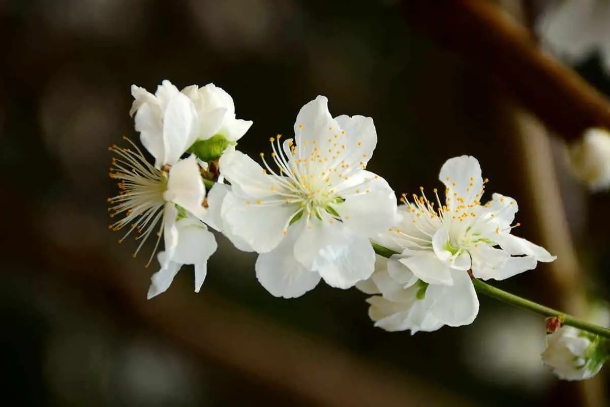 Prunus persica