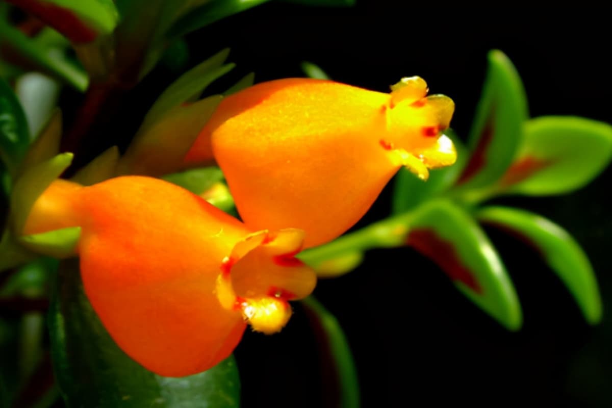 Nematanthus wettsteinii