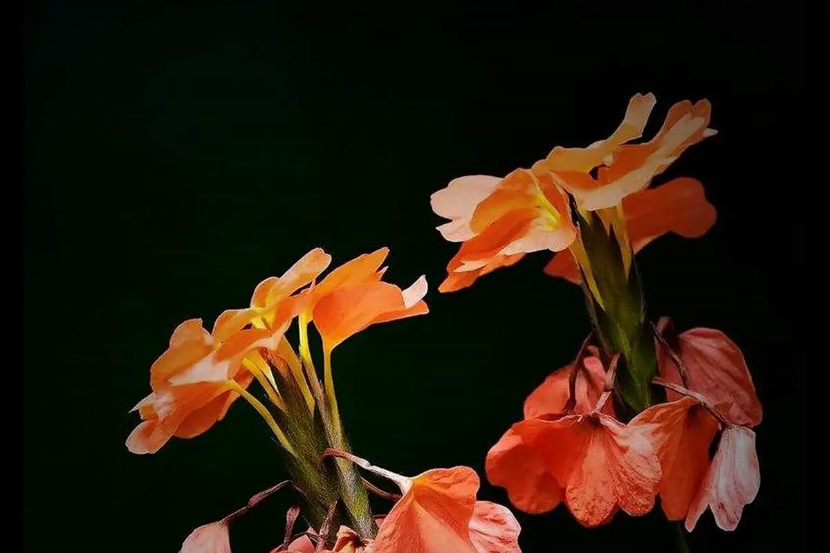 Crossandra infundibuliformis