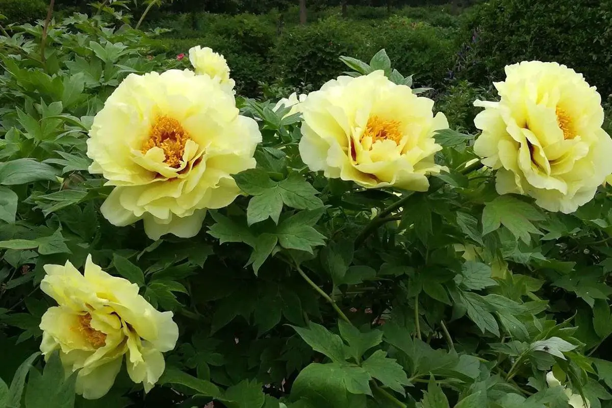 Paeonia suffruticosa