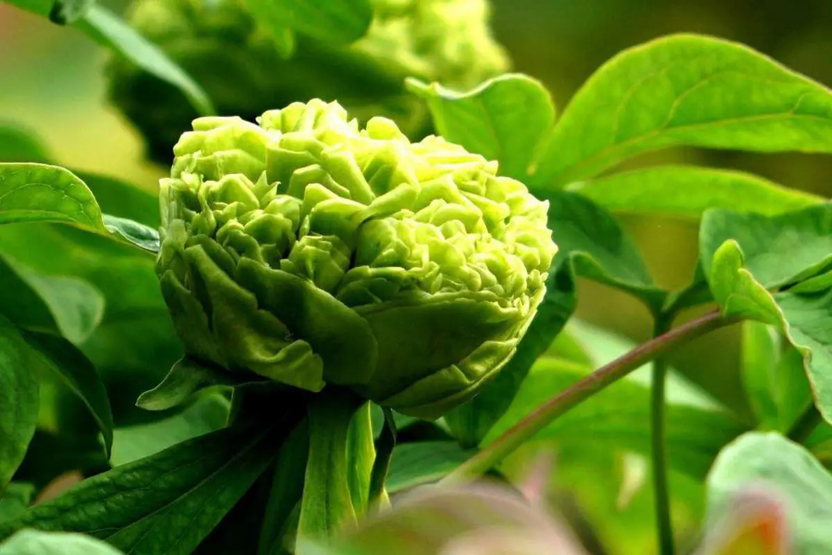 Paeonia suffruticosa