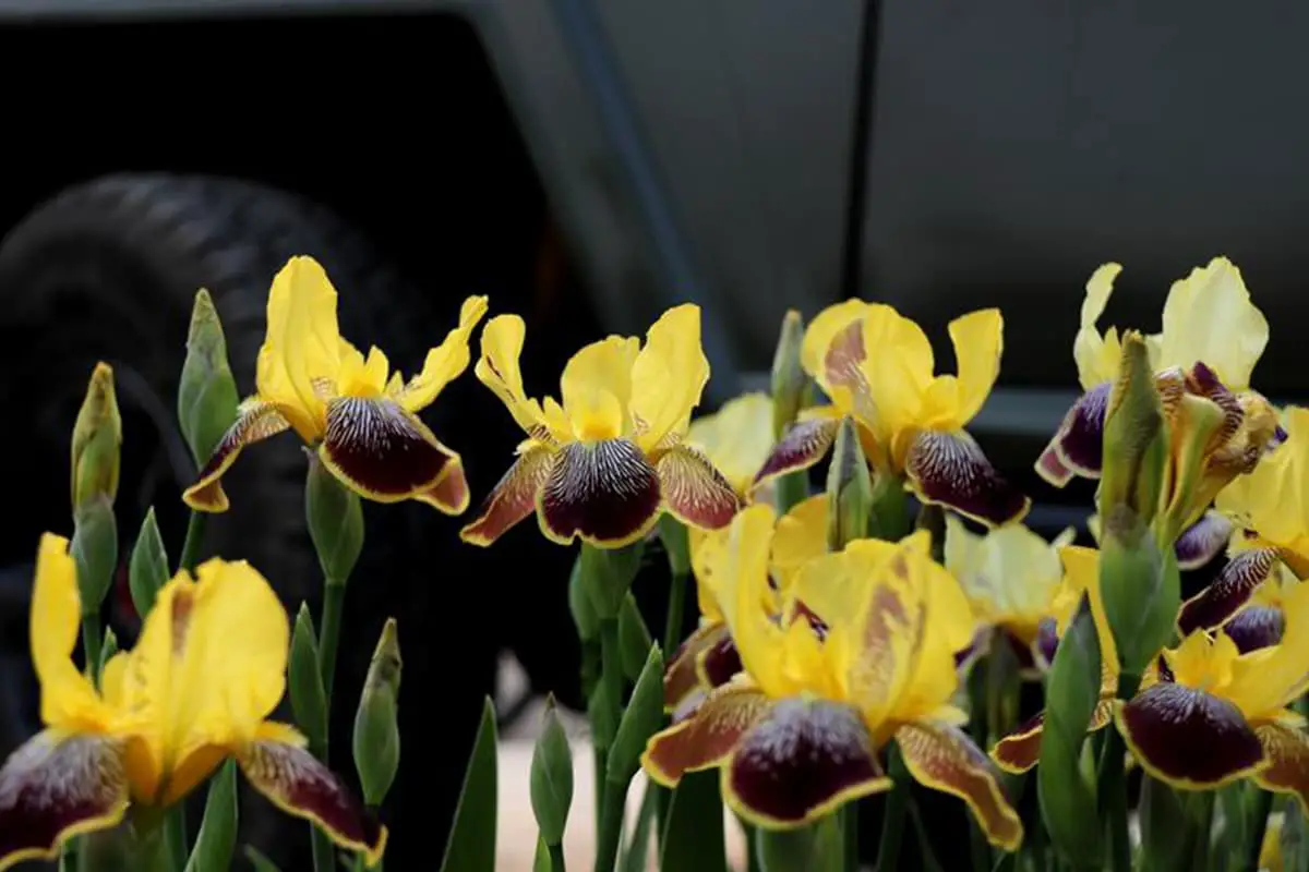 Iris germanica