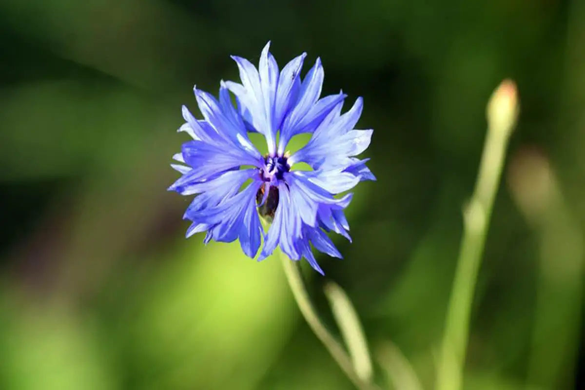 Centaurea cyanus