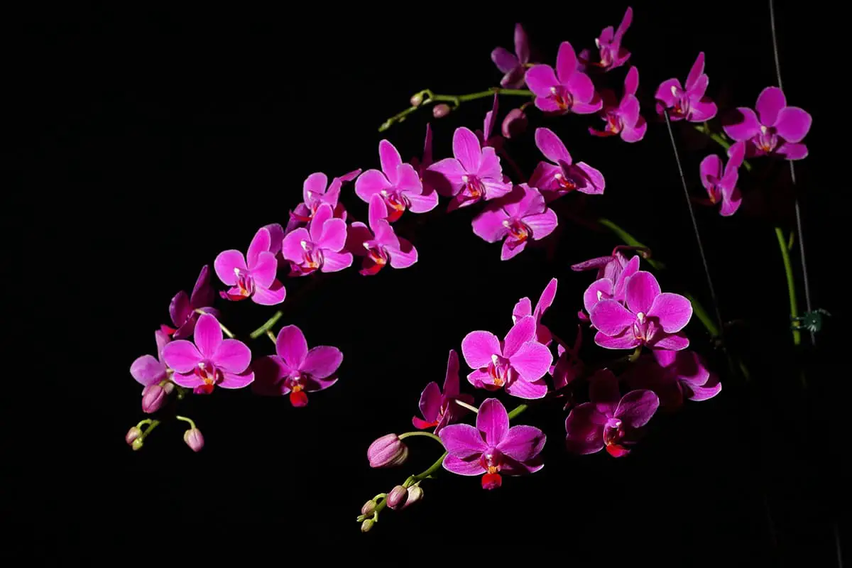 Leer meer over de Phalaenopsis Amabilis: Grondbeginselen, soorten, groei en verzorging, waarde en meer