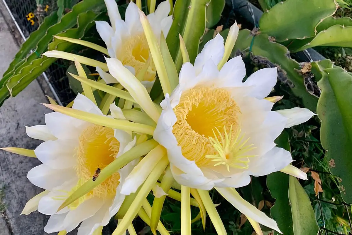 Learn About The Night Blooming Cereus: Basics, Types, Growth & Care, Value and More