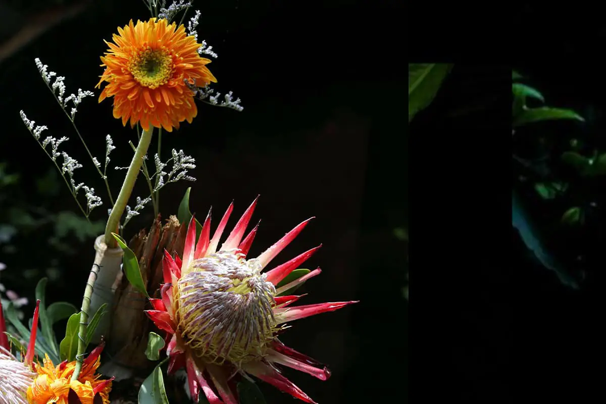 Learn About The Protea Cynaroides: Basics, Growth & Care, Value and More