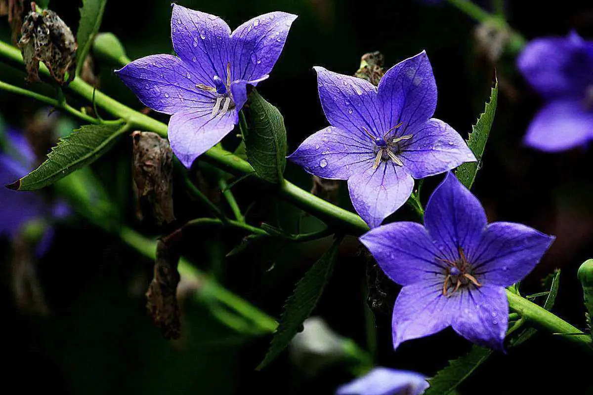 Platycodon grandiflorus
