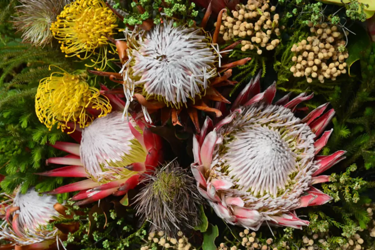 Learn About The Protea Cynaroides: Basics, Growth & Care, Value and More