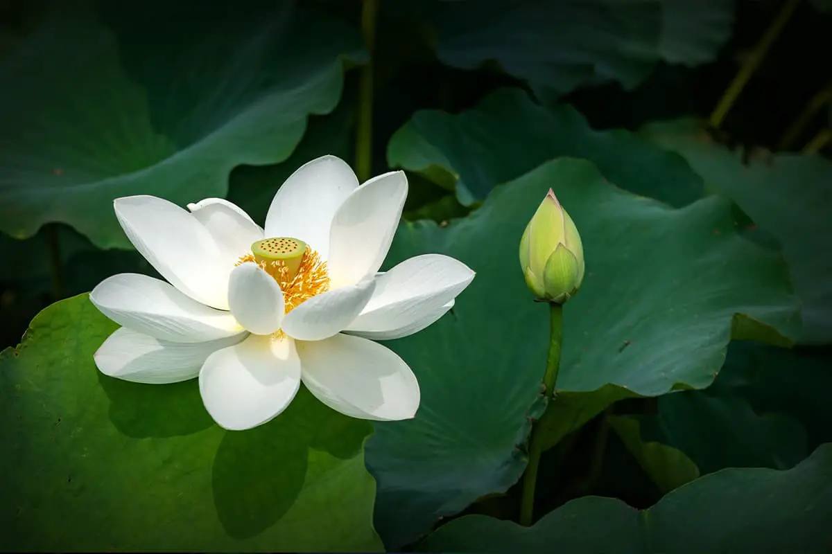 Lotus