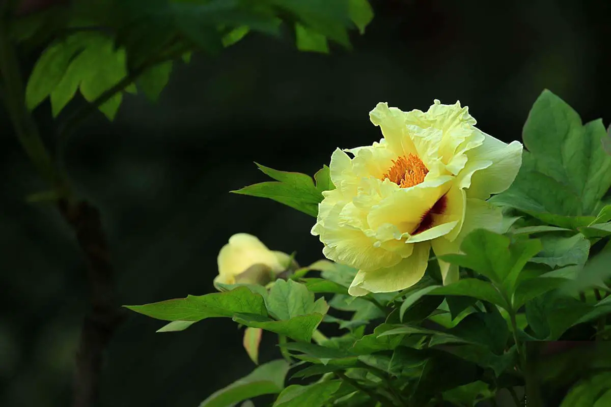 Yao Huang, The Yellow Peony King