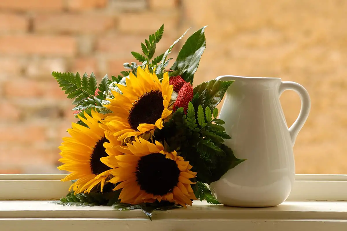 Girasole