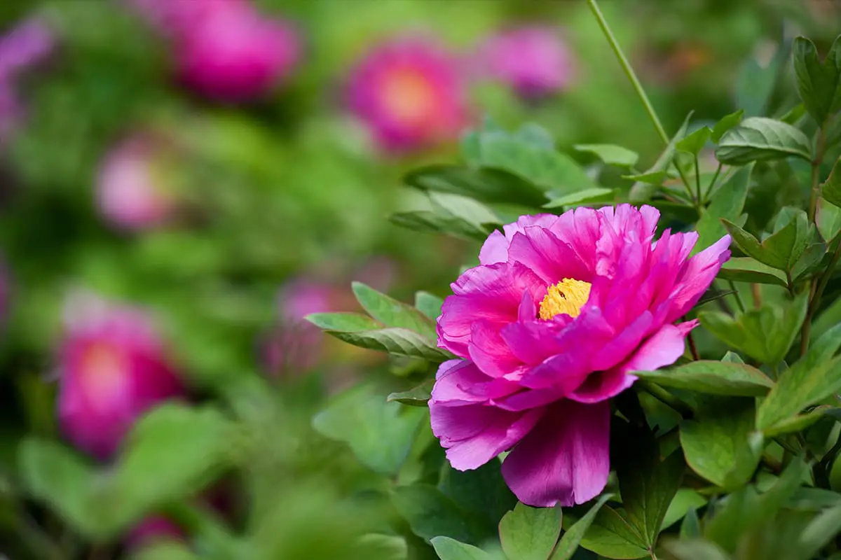 Peony, Blooming period: May