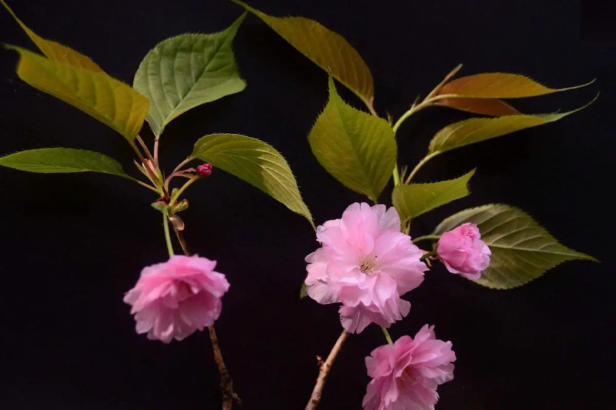 Cherry Blossoms, Blooming period: March