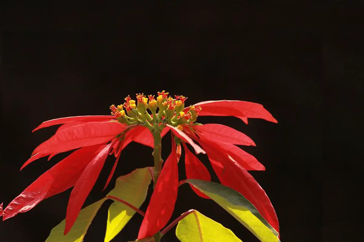 what-is-poinsettia-flowerslib