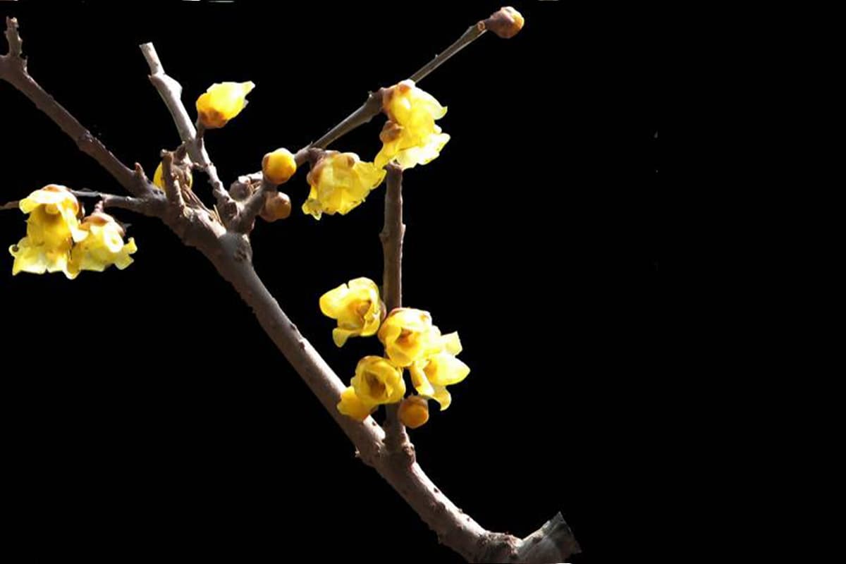 Wintersweet, Blooming from November to March