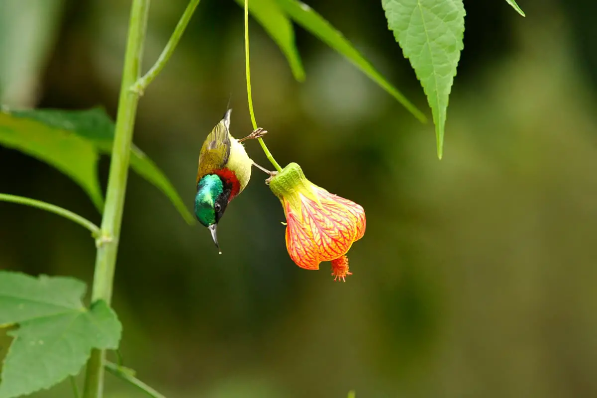 Malvaviscus arboreus