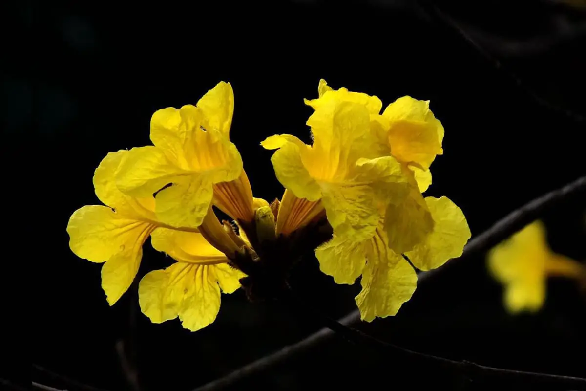 Tabebuia Chrysantha