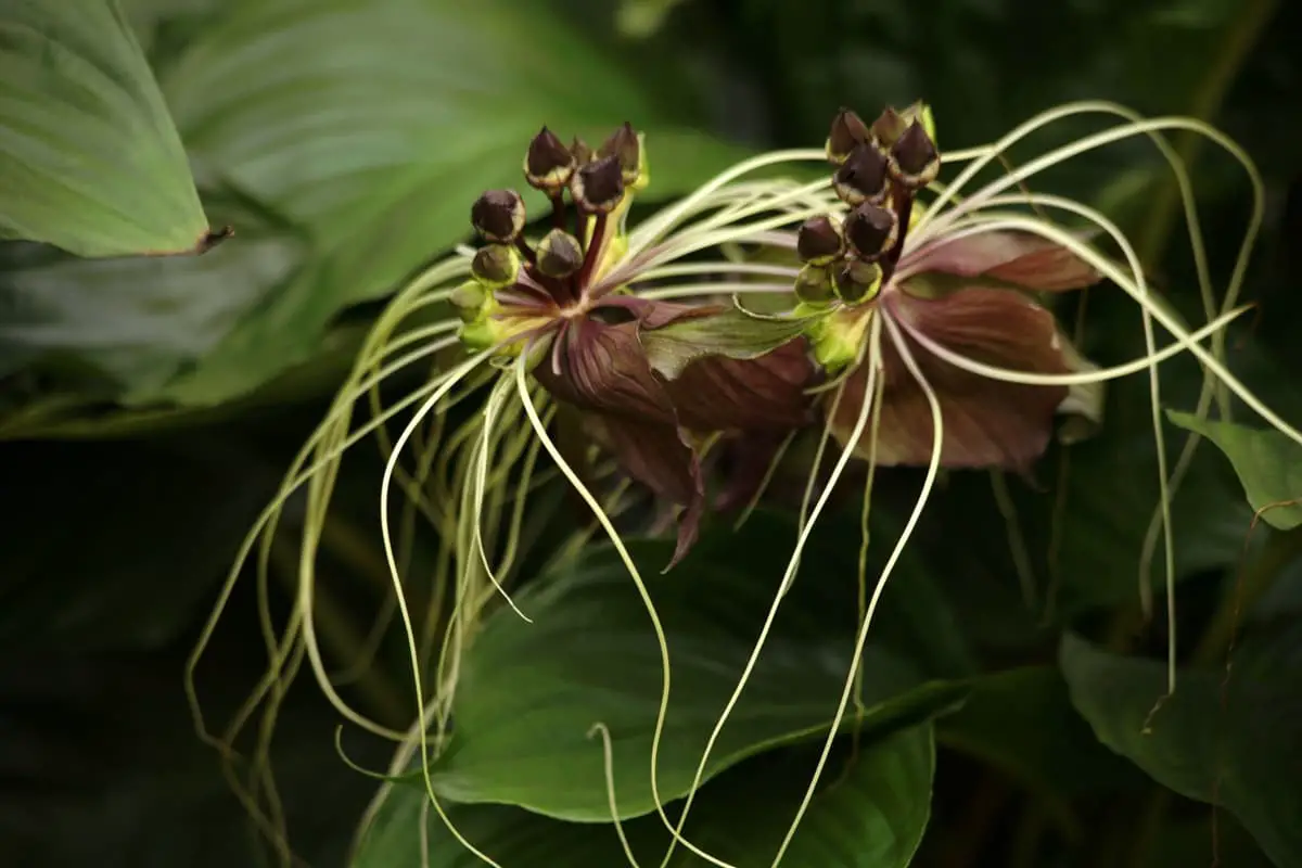 Tacca Chantrieri