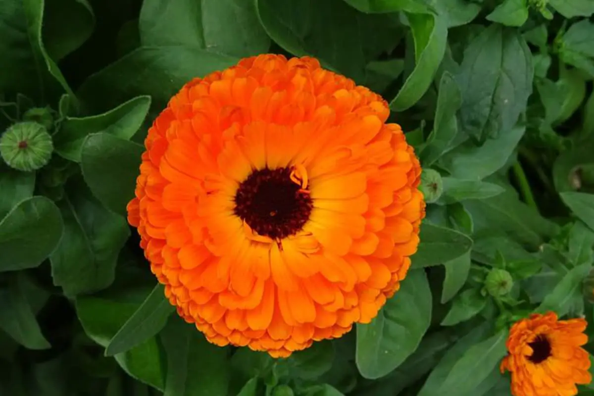 Tagetes Erecta