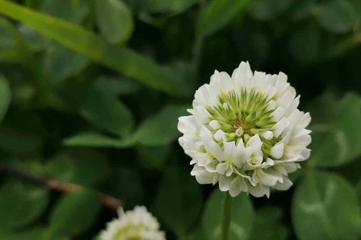 Trifolium Repens