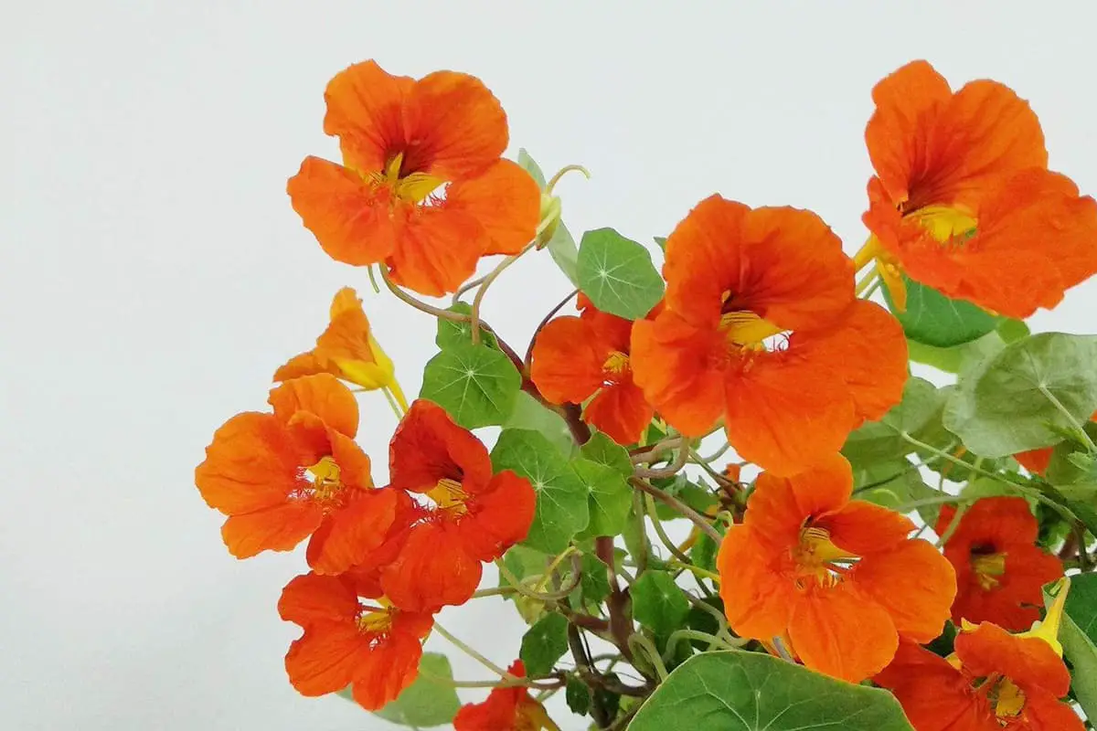 Tropaeolum Majus