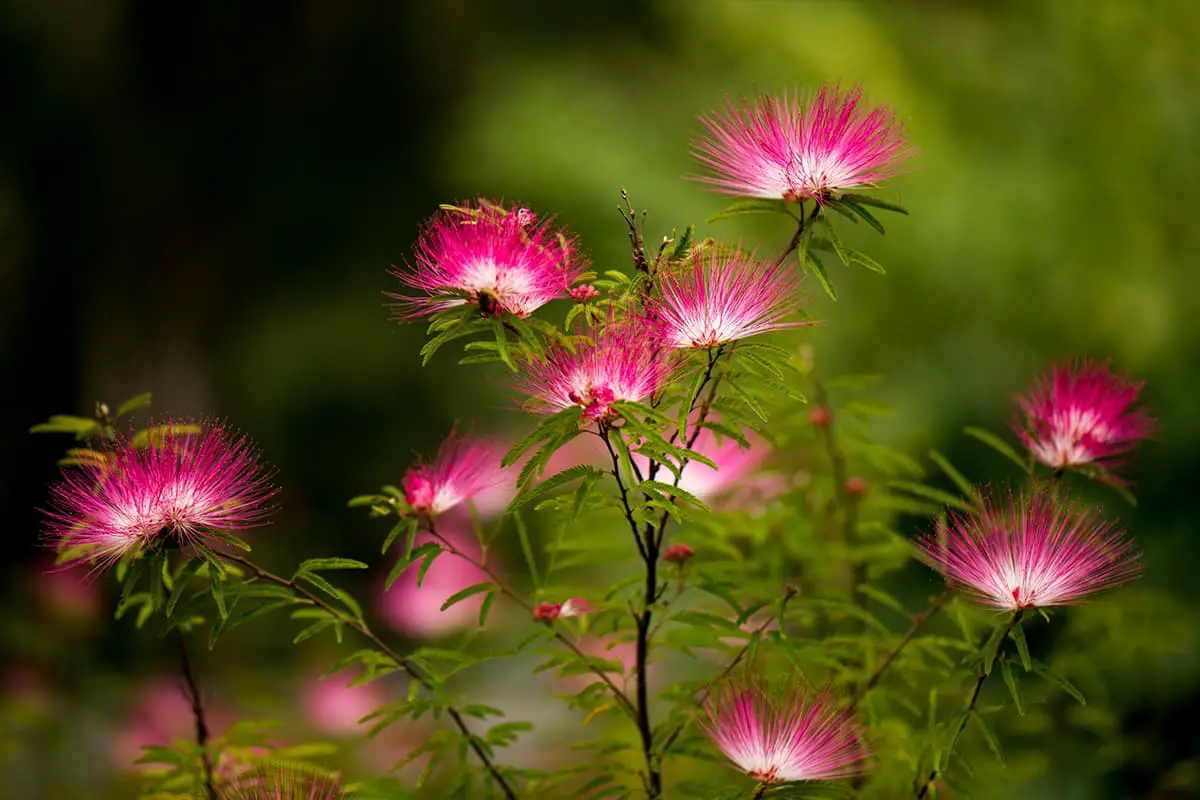 Albizia julibrissin