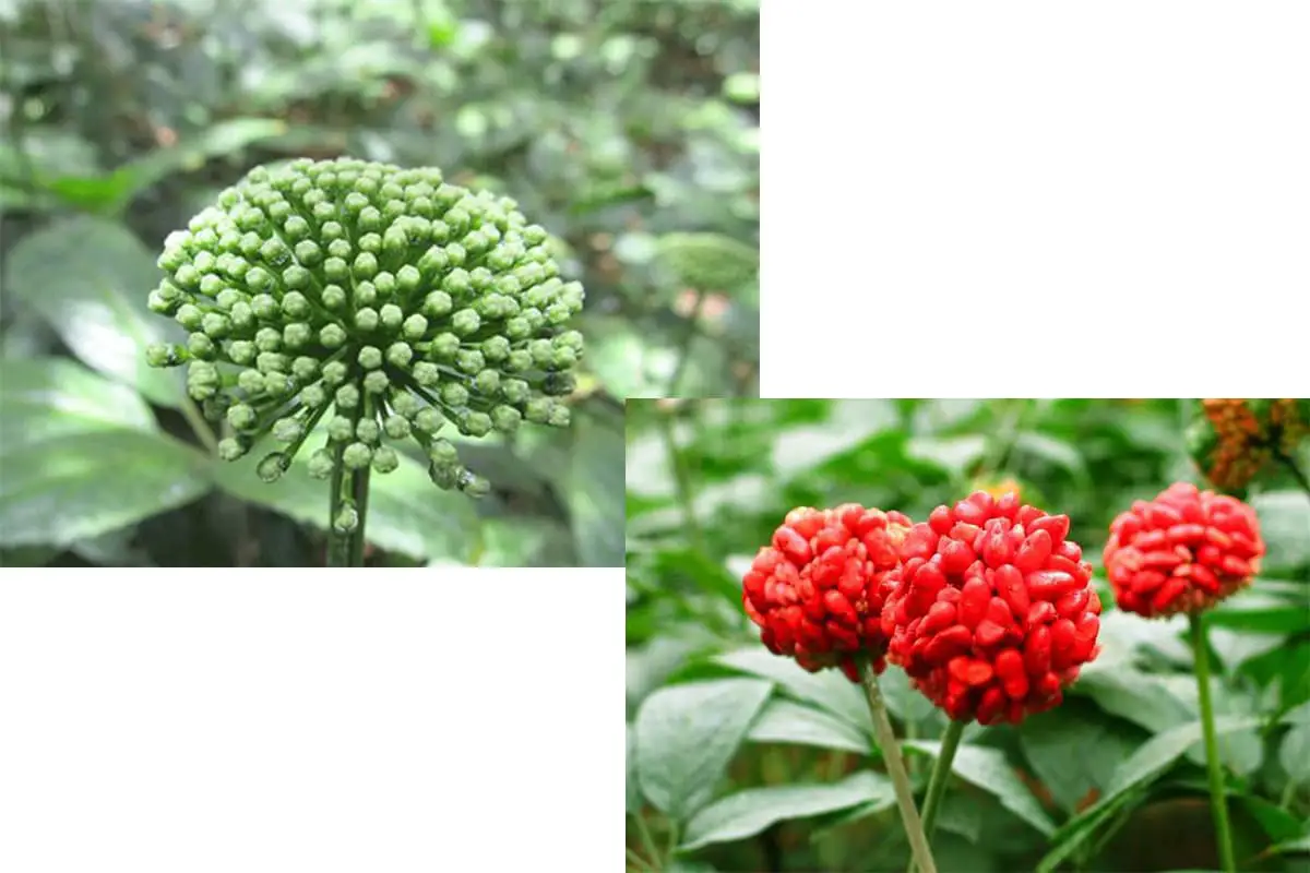 Panax notoginseng