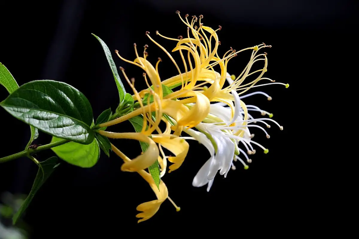 Lonicera japonica