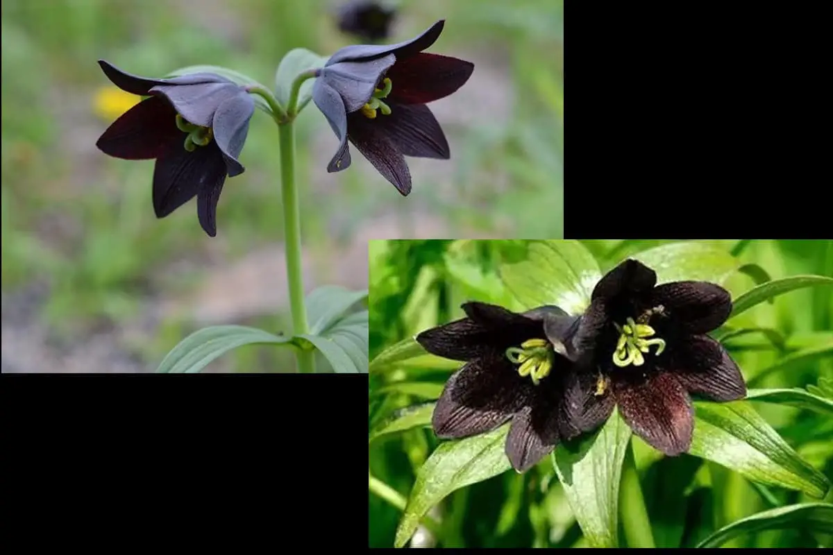 Fritillaria Camschatcensis