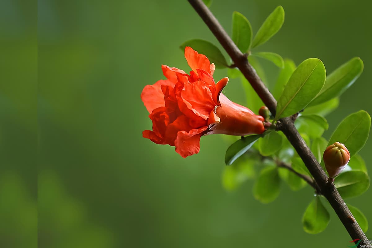 Punicagranatum