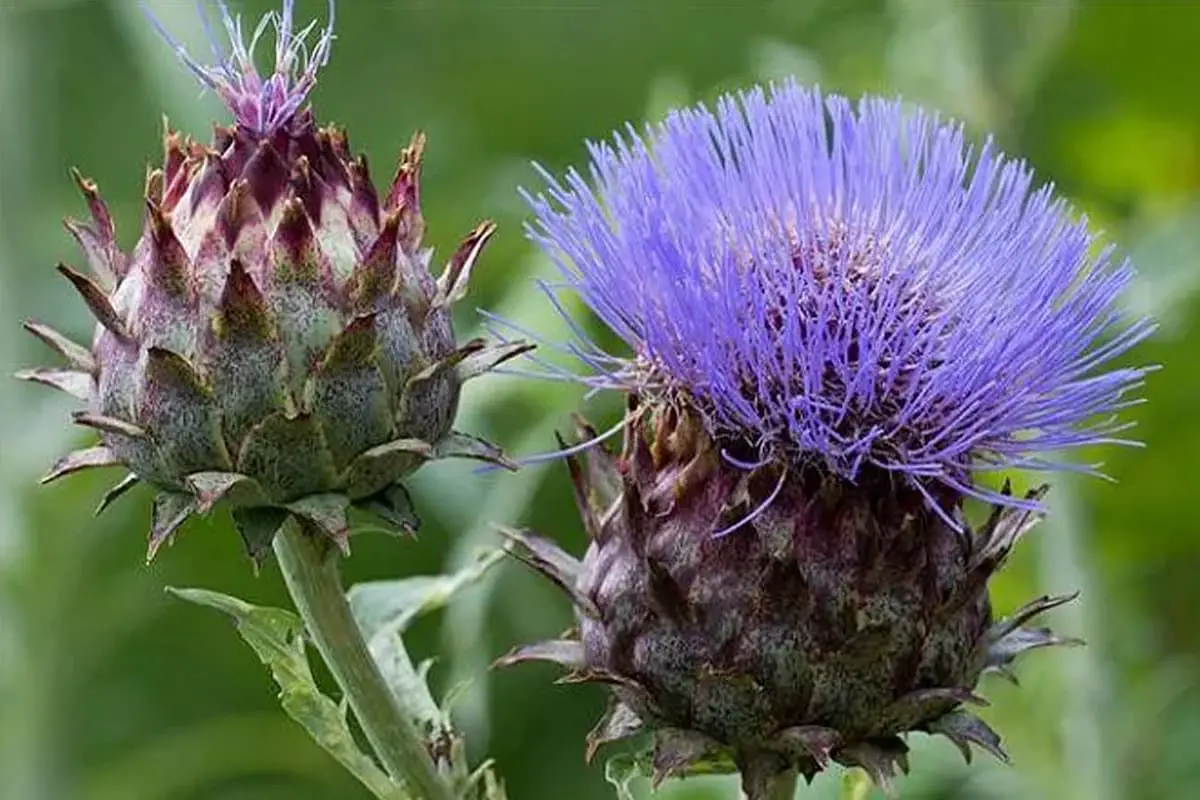 Cynara scolymus