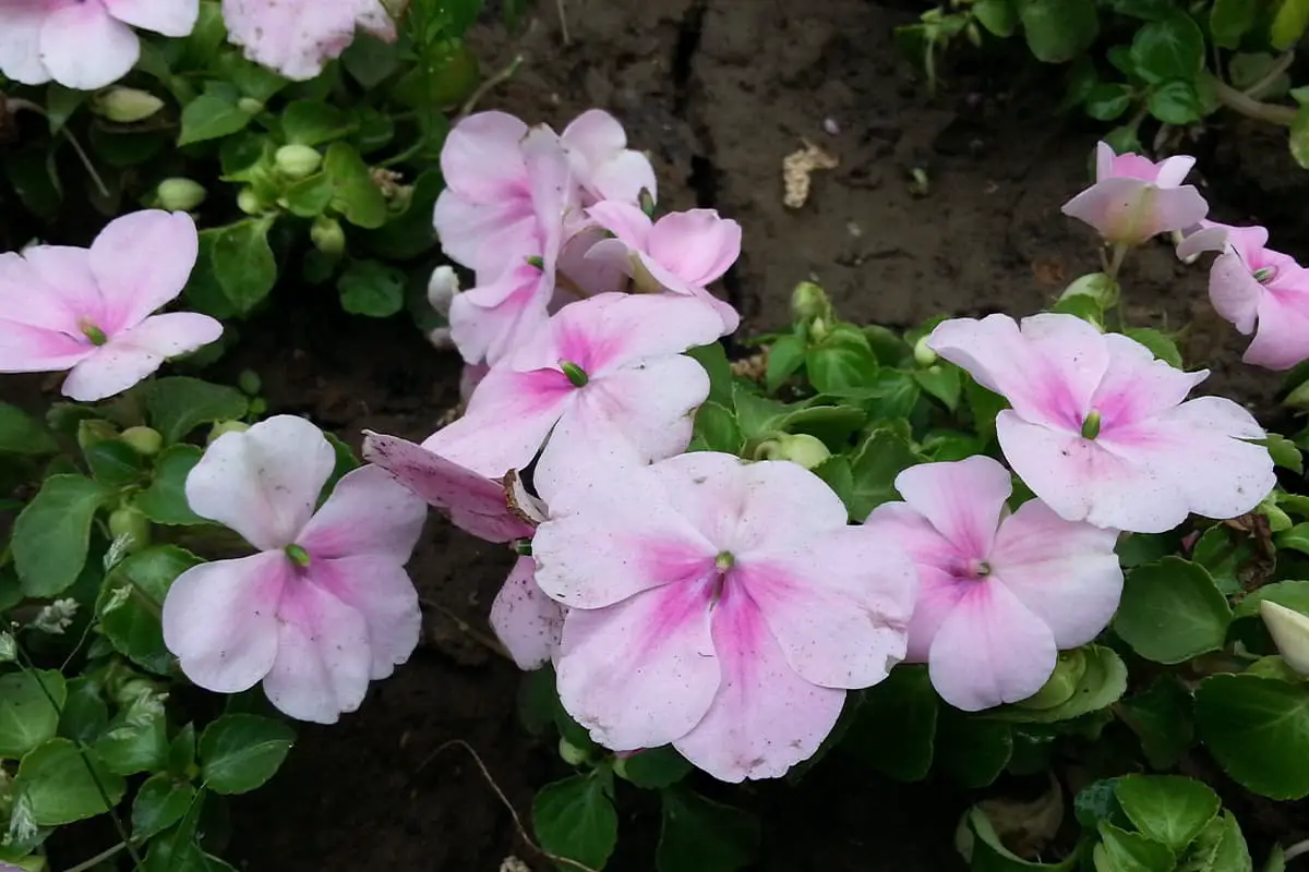 Impatiens Walleriana