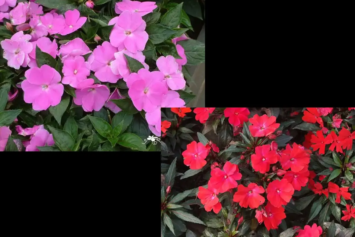 Impatiens Walleriana