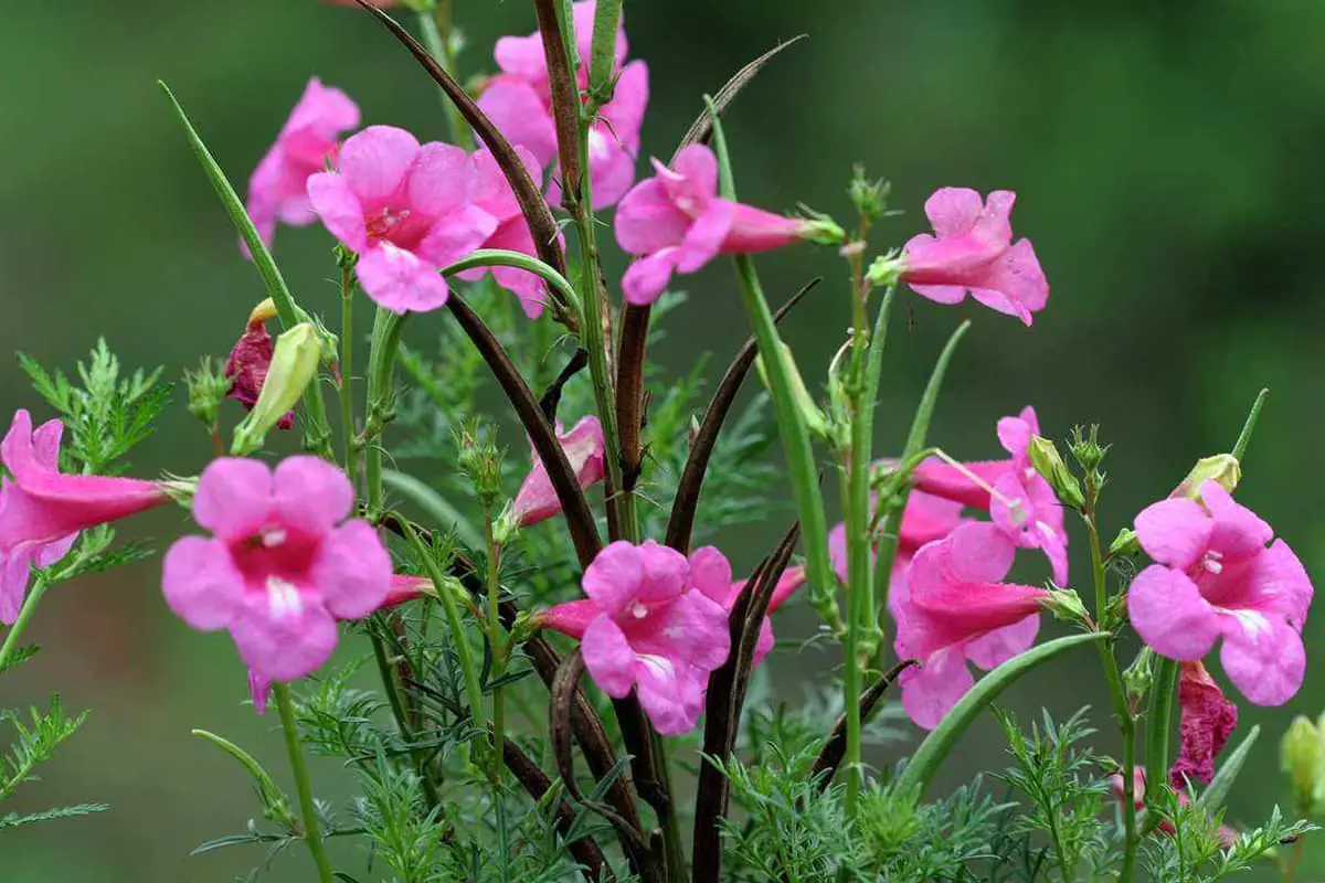 Incarvillea Arguta