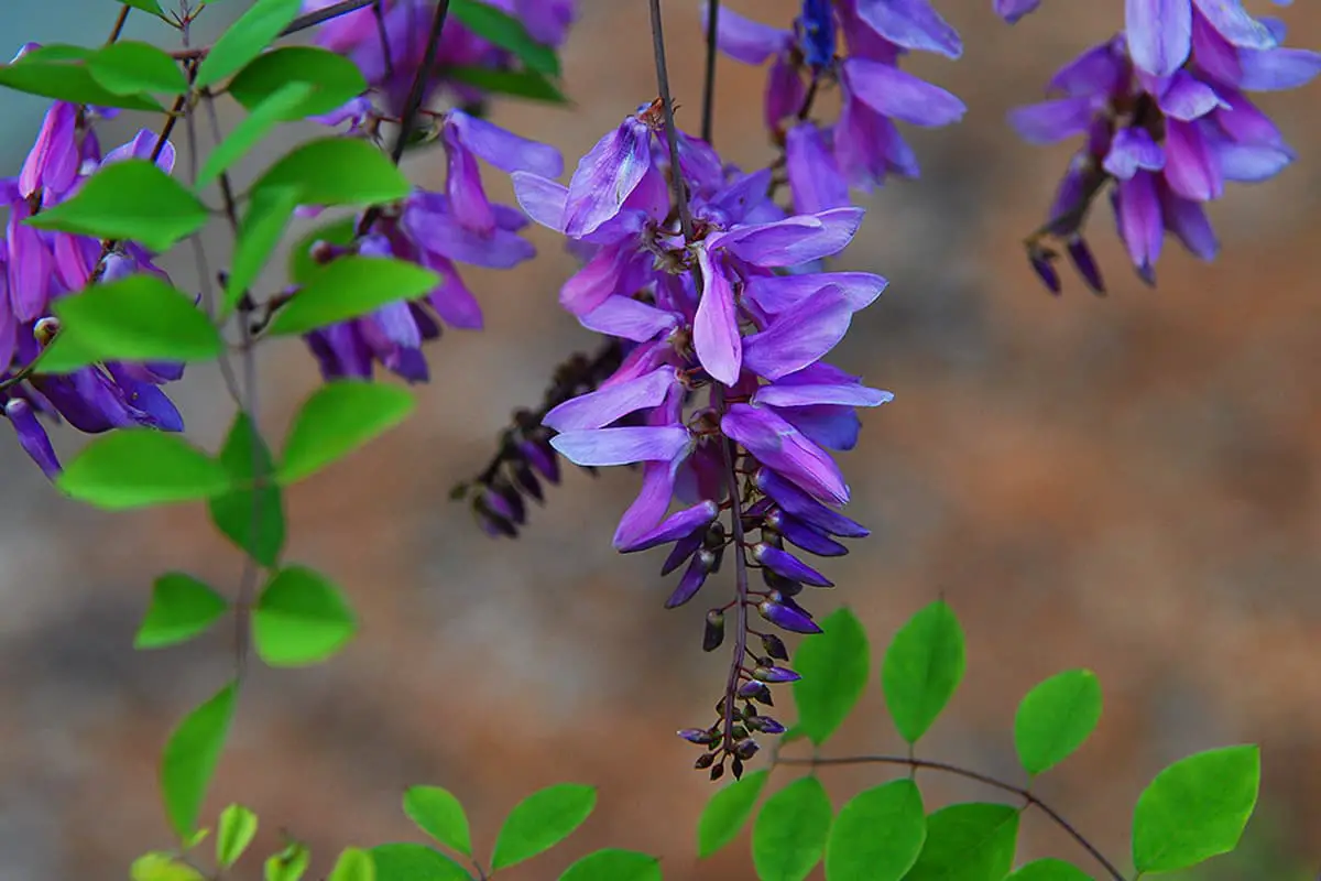 Indigofera Kirilowii