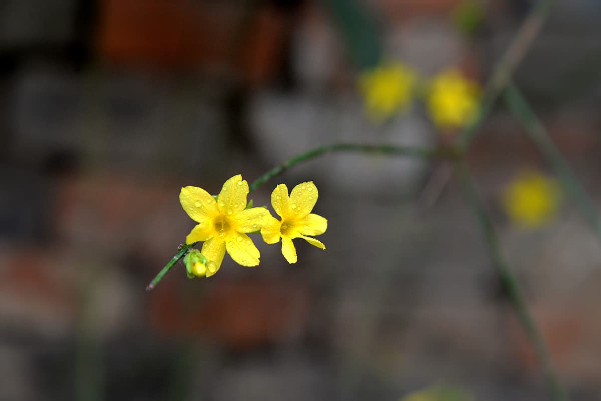 Jasminum nudiflorum