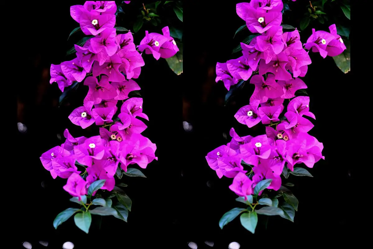 Bougainvillea spectabilis