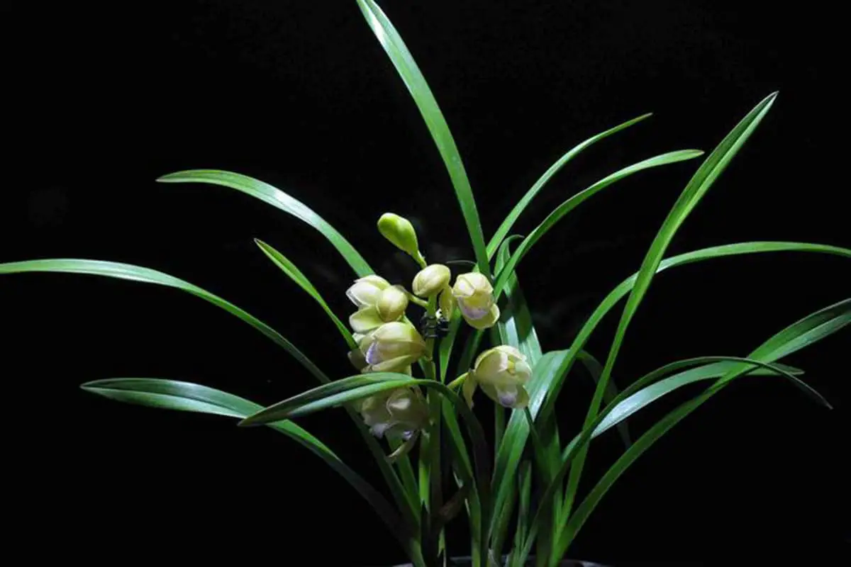 Cymbidium goeringii