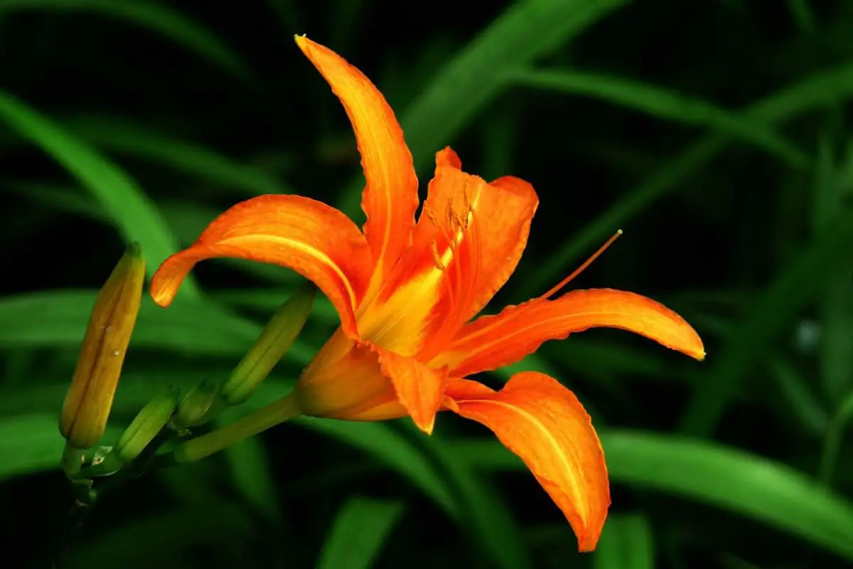 Hemerocallis hybrid