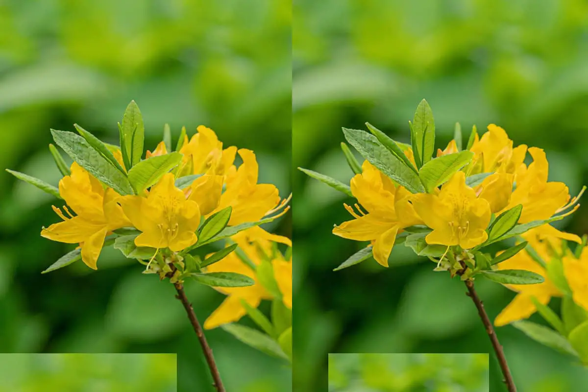 Rhododendron molle